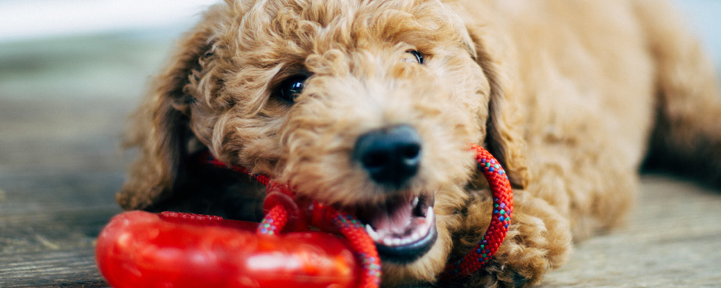 Hund mit Spielzeug