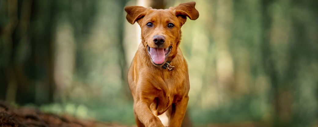 Hund läuft durch Wald