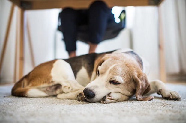 Hund liegt unter Tisch