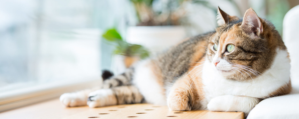 Getigerte Katze liegt auf Fensterbrett